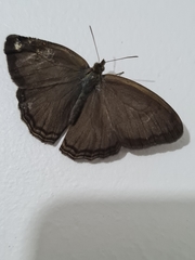 Lepidoptera