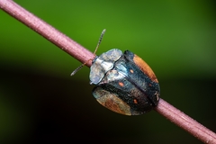 Cyrtonota serinus