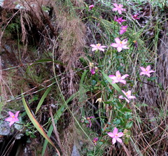 Chironia melampyrifolia