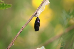 Ctenucha virginica