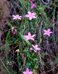 Chironia melampyrifolia
