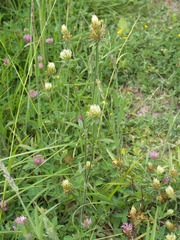 Trifolium ochroleucon