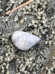 Littoraria irrorata