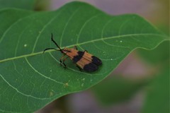 Calopteron reticulatum