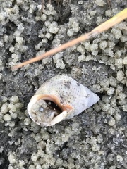 Littoraria irrorata