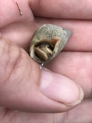 Littoraria irrorata