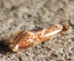 Philonome clemensella