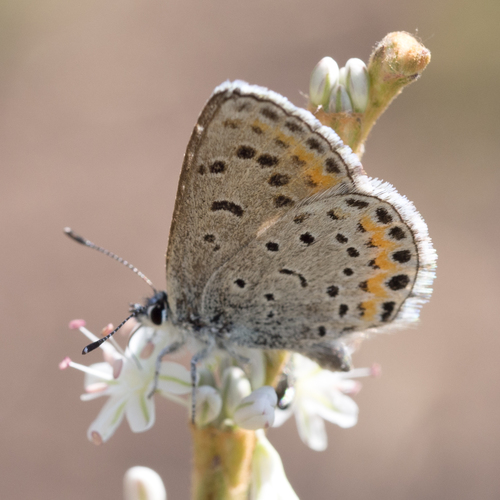 Spalding's Blue photo 5