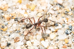 Dolichoderus attelaboides