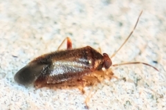 Ceratocapsus modestus