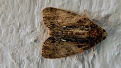 Chytonix palliatricula