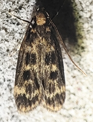 Martyringa latipennis