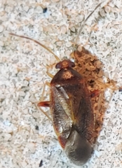 Ceratocapsus modestus