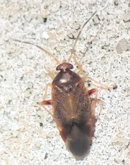 Ceratocapsus modestus