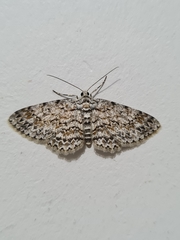 Lepidoptera