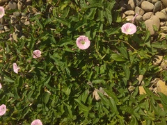 Calystegia subvolubilis