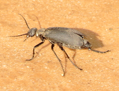 Epicauta segmenta