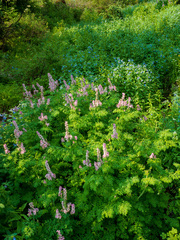 Corydalis caseana