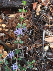 Ceanothus gloriosus porrectus
