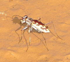 Ellipsoptera