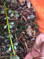 Ceanothus gloriosus porrectus