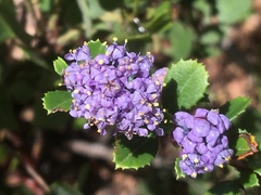 Ceanothus gloriosus