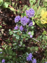 Ceanothus gloriosus