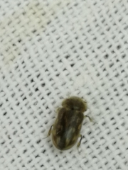 Heterocerus fenestratus