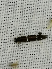 Athripsodes albifrons