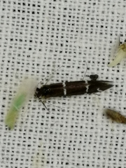 Athripsodes albifrons