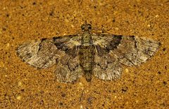 Gymnoscelis derogata