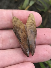 Geukensia demissa