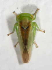 Populicerus suturalis