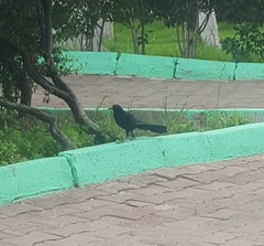 Quiscalus mexicanus