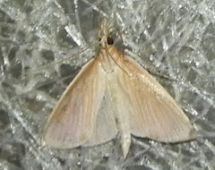Nascia acutellus