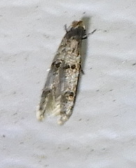 Tineidae clade b