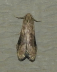 Aphomia terrenella