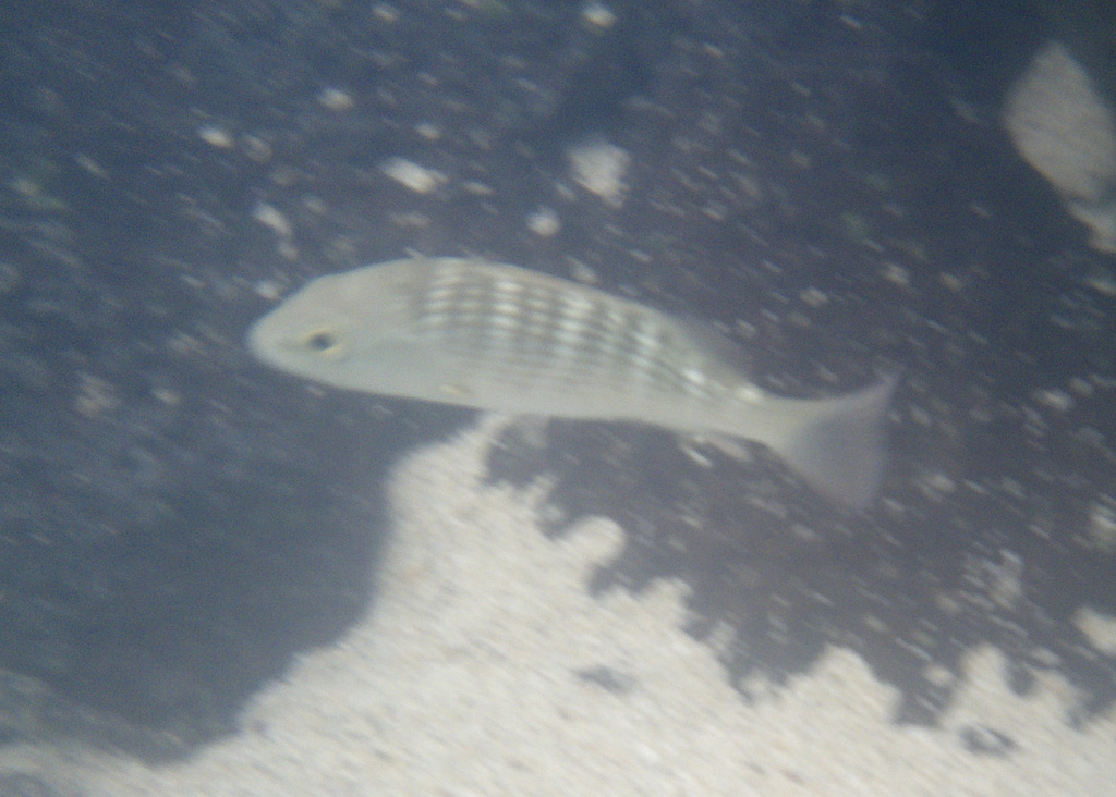 mullet snapper