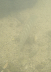 Lutjanus novemfasciatus