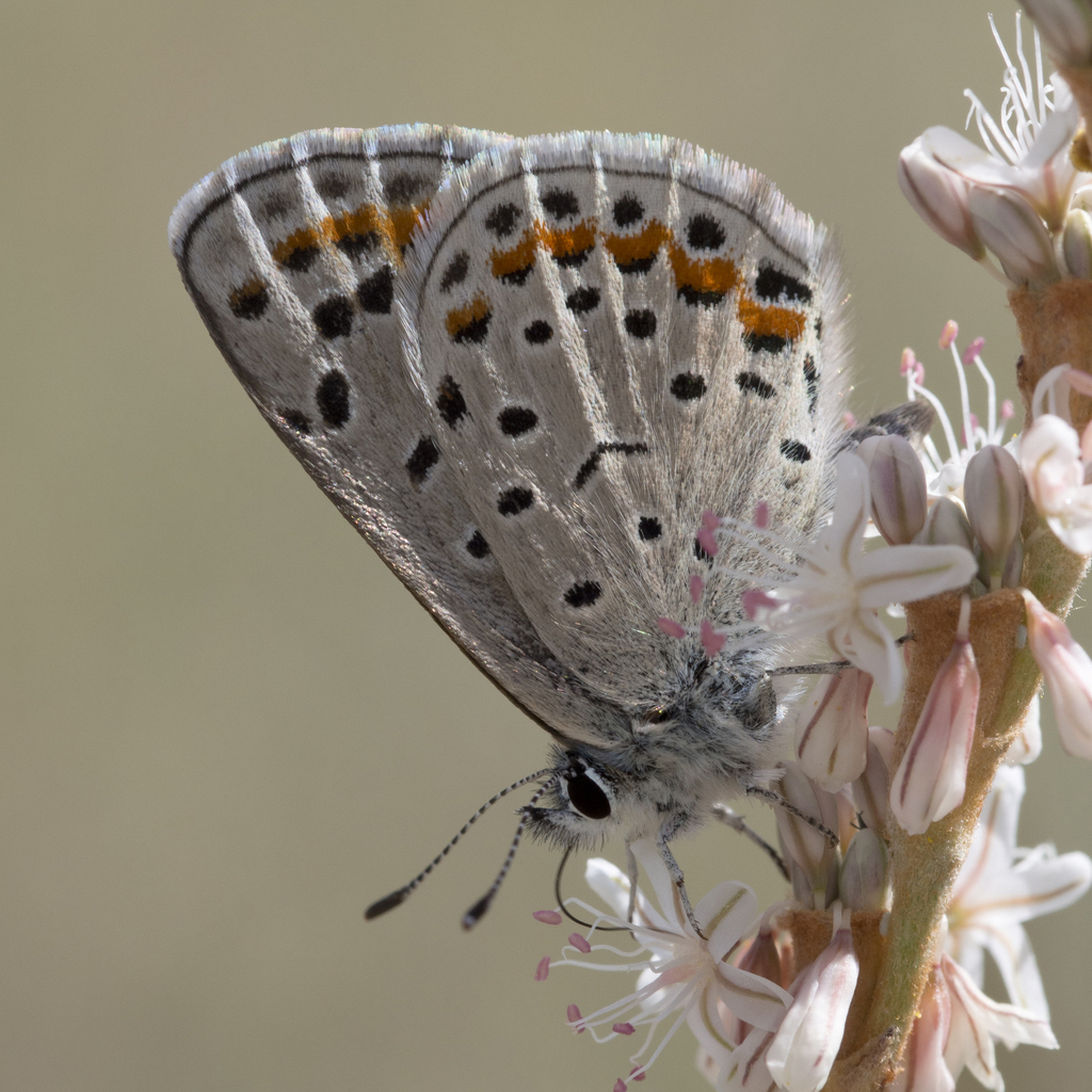 Spalding's Blue