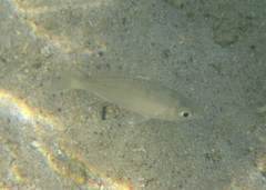 Eucinostomus entomelas