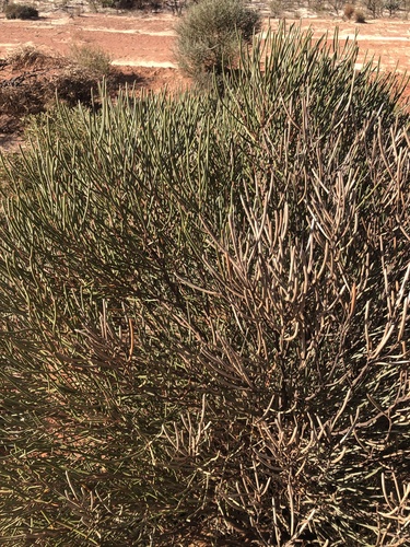 Hakea platysperma, photograph 4