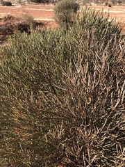 Hakea platysperma, photograph (c) Connor Margetts, some rights reserved (CC BY)