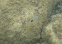 Lutjanus guttatus