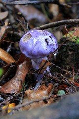 Cortinarius contulmensis
