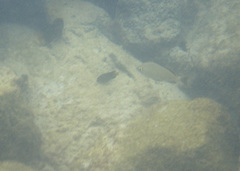 Haemulon scudderii