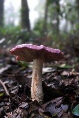 Cortinarius lebre