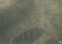 Abudefduf concolor