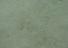 Haemulon scudderii
