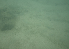Haemulon scudderii